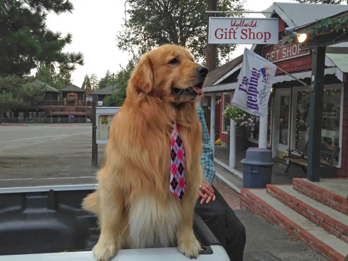 golden retriever sitting on a car wearing a red lavender and black plaid tie