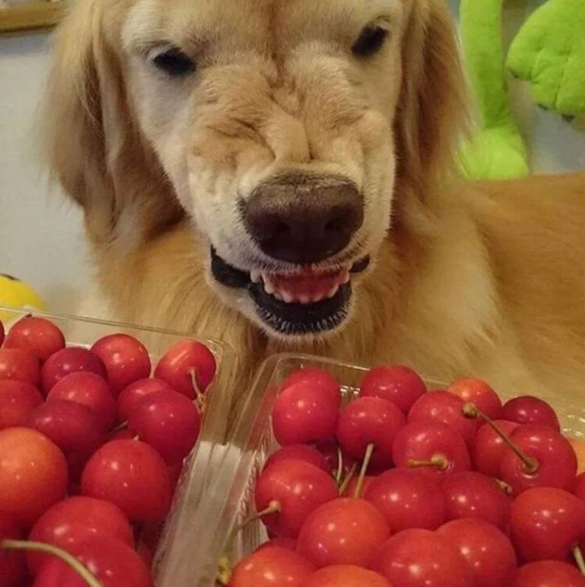 golden retriever snarling at boxes of red cherries