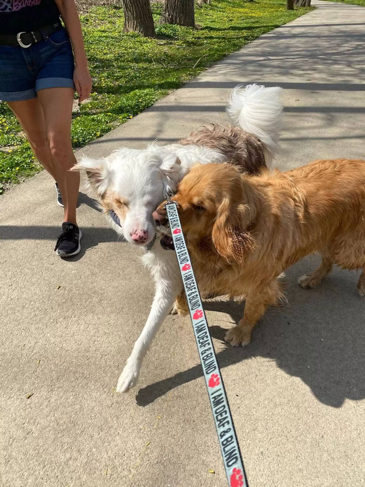 golden retriever standing very close to fluffy white blind dog and touching its nose to the white dog's face