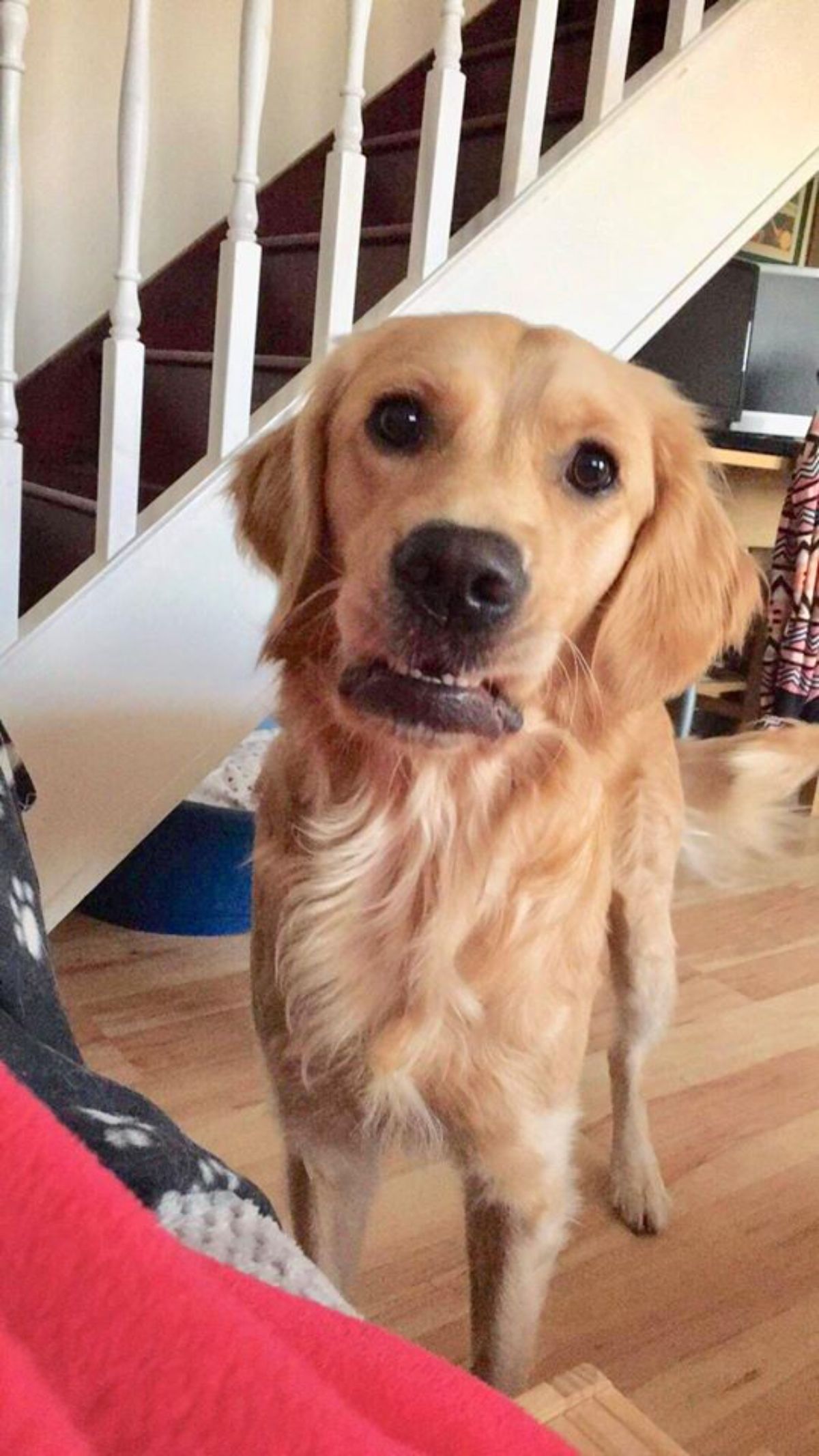 golden retriever standing with the lips caught on the teeth