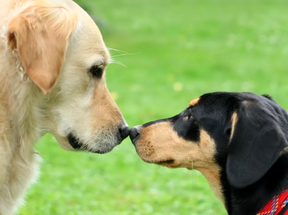 golden retriever touching noses with a black and white dachshund