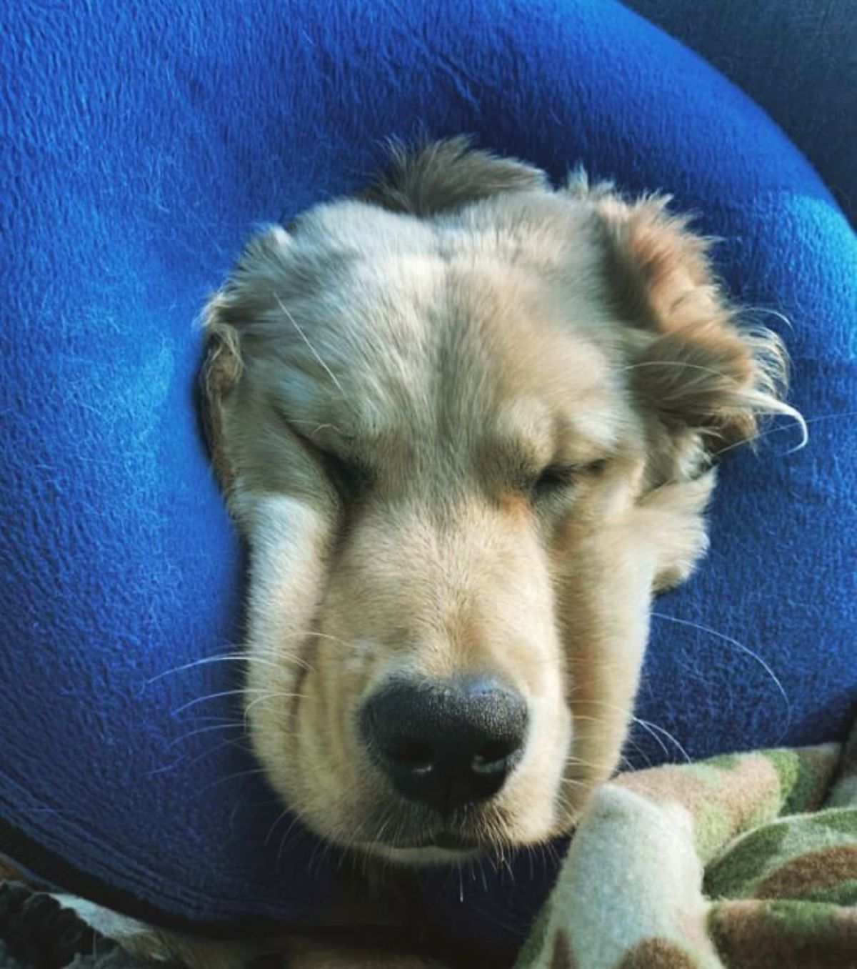 golden retriever wearing a blue cushion collar with the cheeks smushed