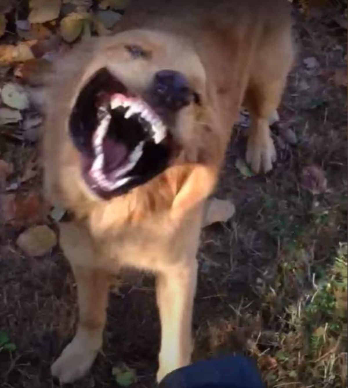 golden retriever with a leaf blower in its face blowing the lips back