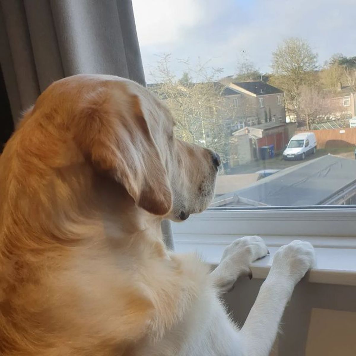 golden retriever with front paws on a window sill and looking out the window