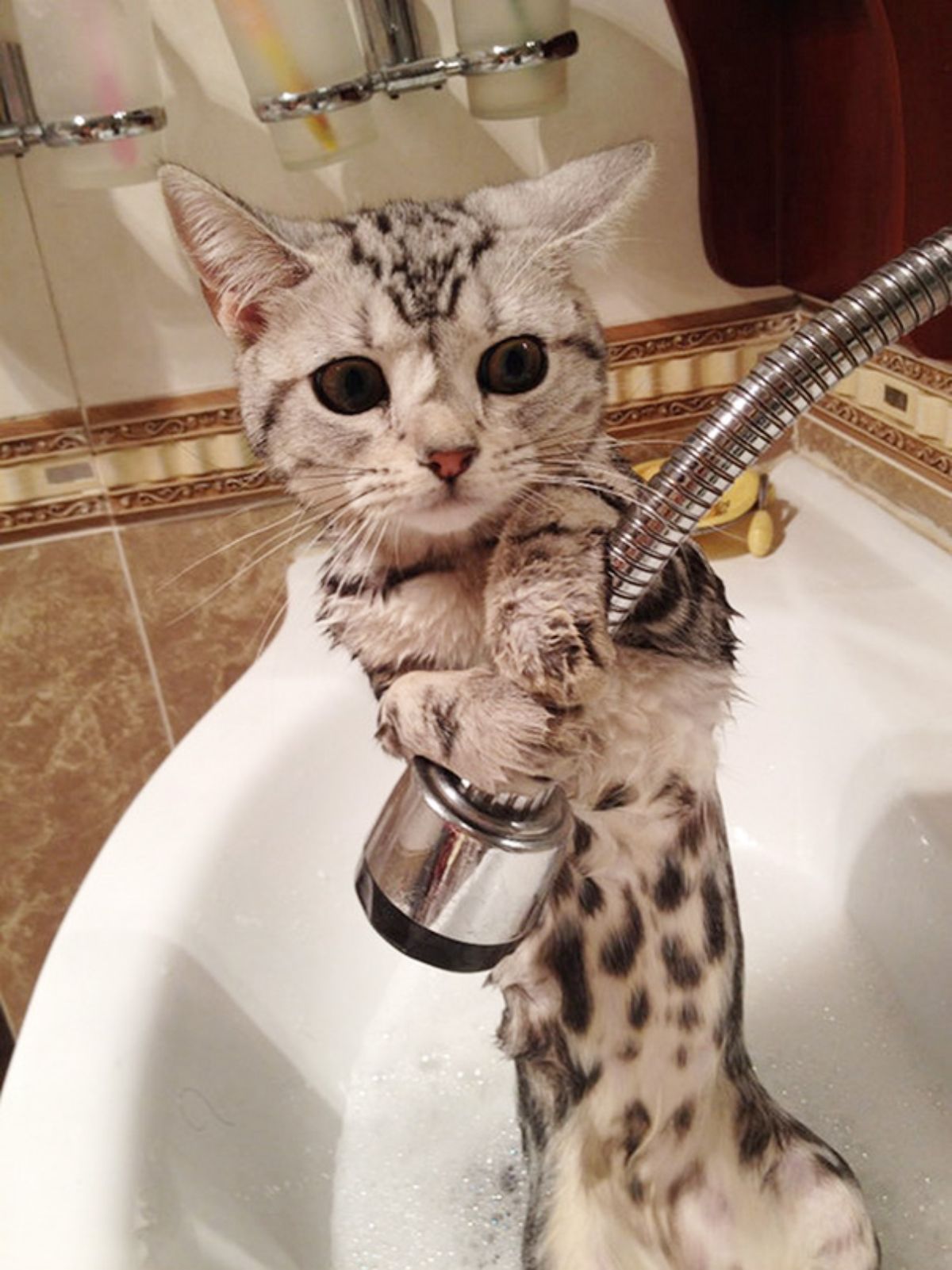 grey and black bengal cat holding a bidet and standing on hind legs in a bathtub