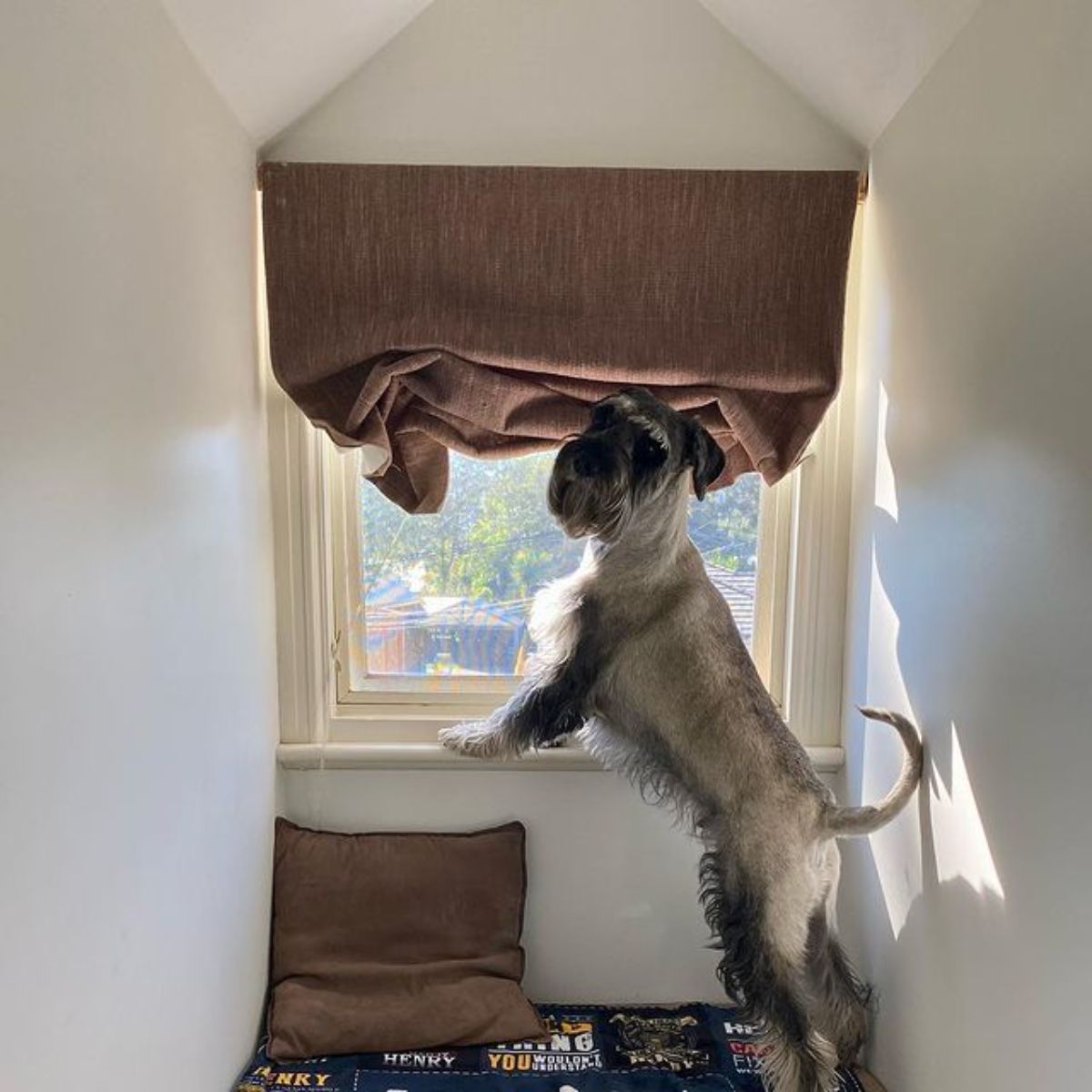 grey and black schnauzer standing on hind legs by a window