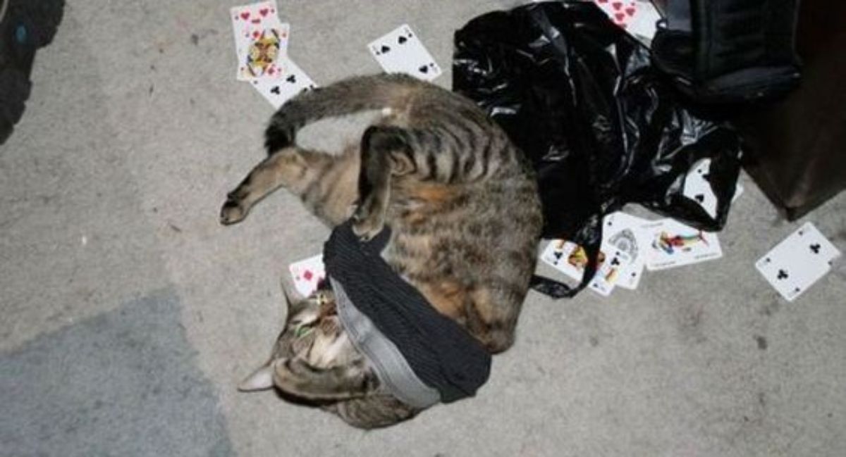 grey and brown tabby cat on the floor stuck inside underwear and playing cards on the floor