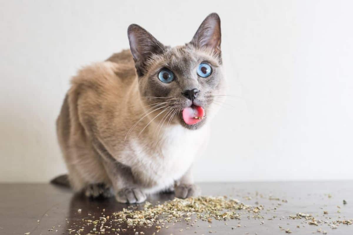 grey and light brown cat with catnip on its tongue and on the floor