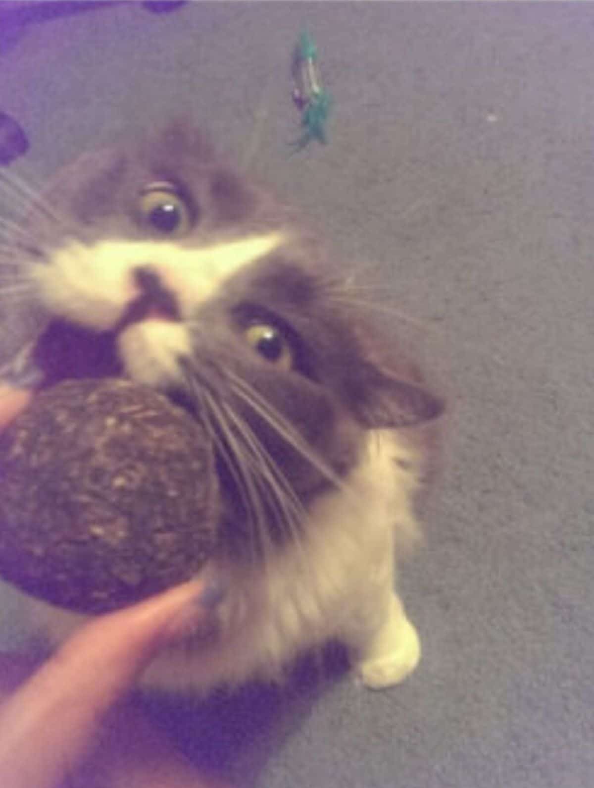 grey and white cat biting into a catnip ball
