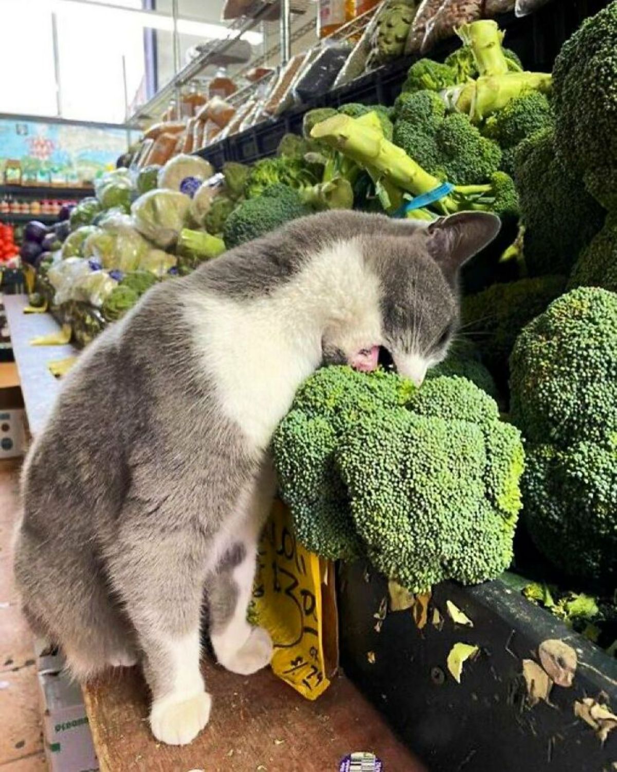 grey and white cat in a store biting some broccoli