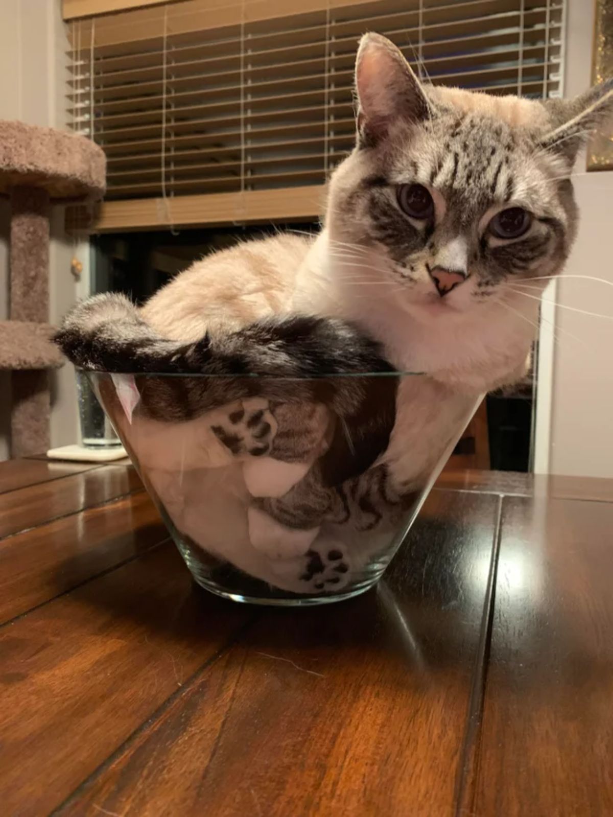 grey and white cat laying inside a glass bowl with the head and the back sticking out