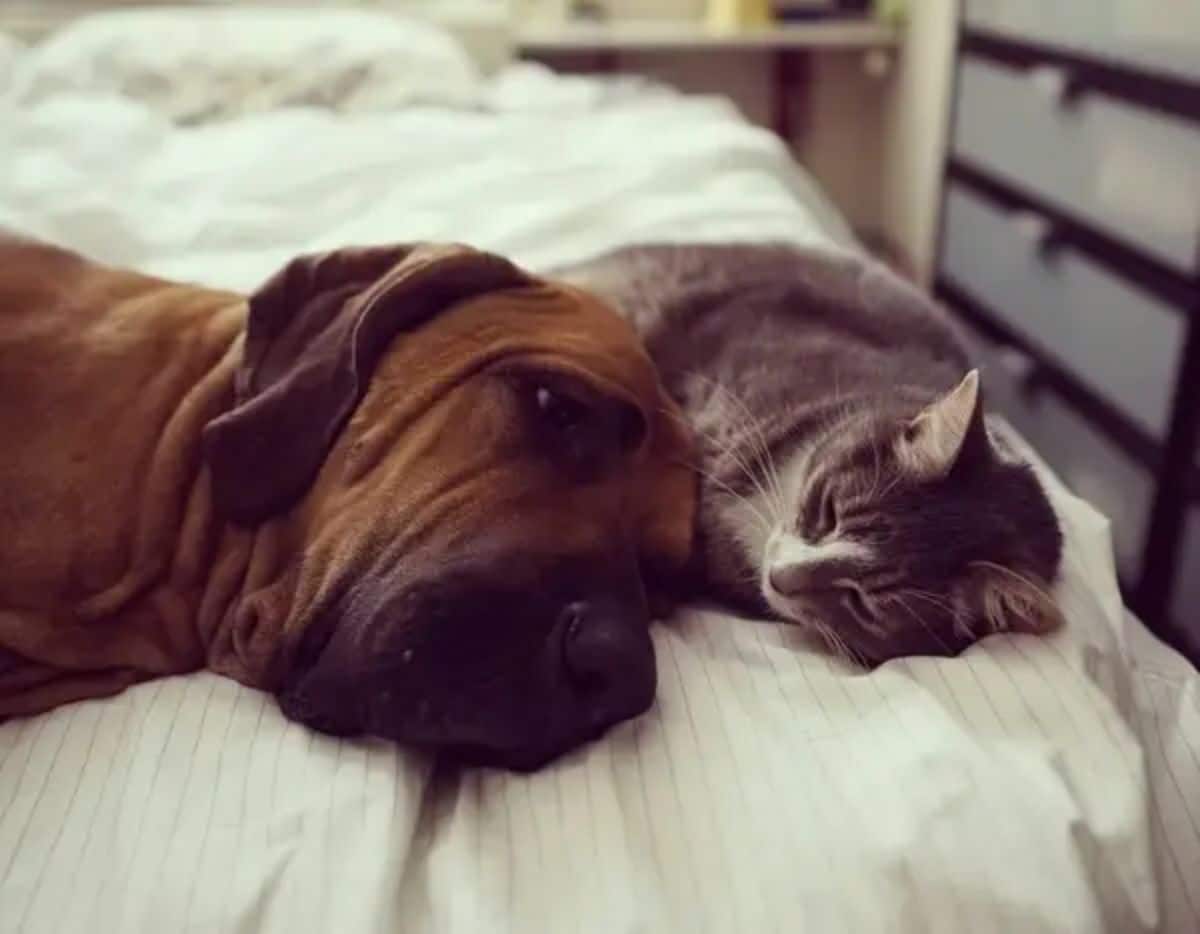 grey and white cat laying on a white bed with a brown dog