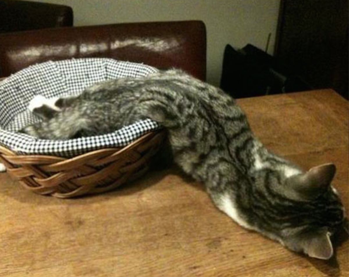 grey and white cat laying with the back half inside a basket and the front half on a wooden table