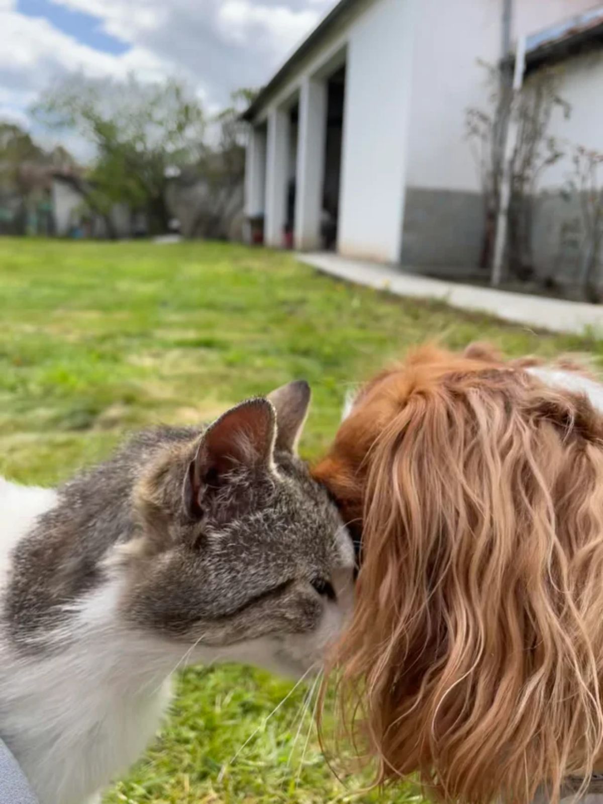 grey and white cat nuzzling a fluffy brown and white dog