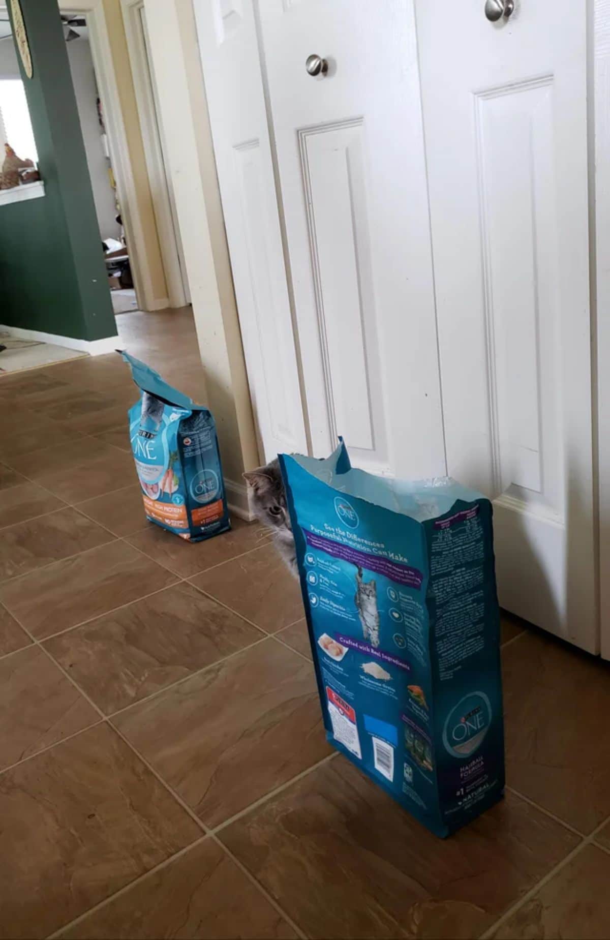 grey and white cat peeking from around a large blue cat food pack standing on the ground