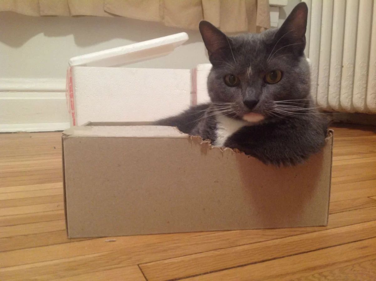 grey and white cat sitting inside a cardboard box with one leg resting on the side
