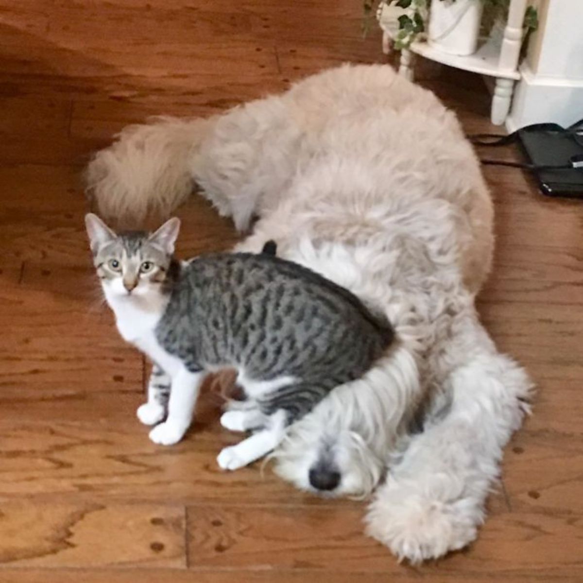 grey and white cat sitting on a fluffy white dog's head