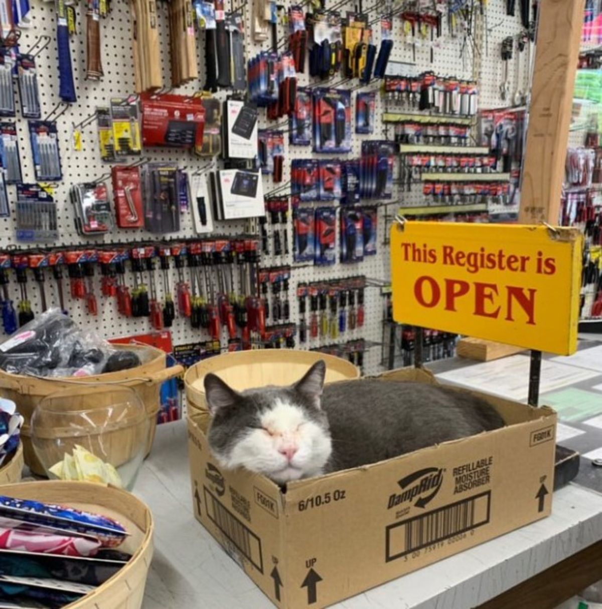 grey and white cat sleeping in a cardboard box with a sign saying This Register is OPEN
