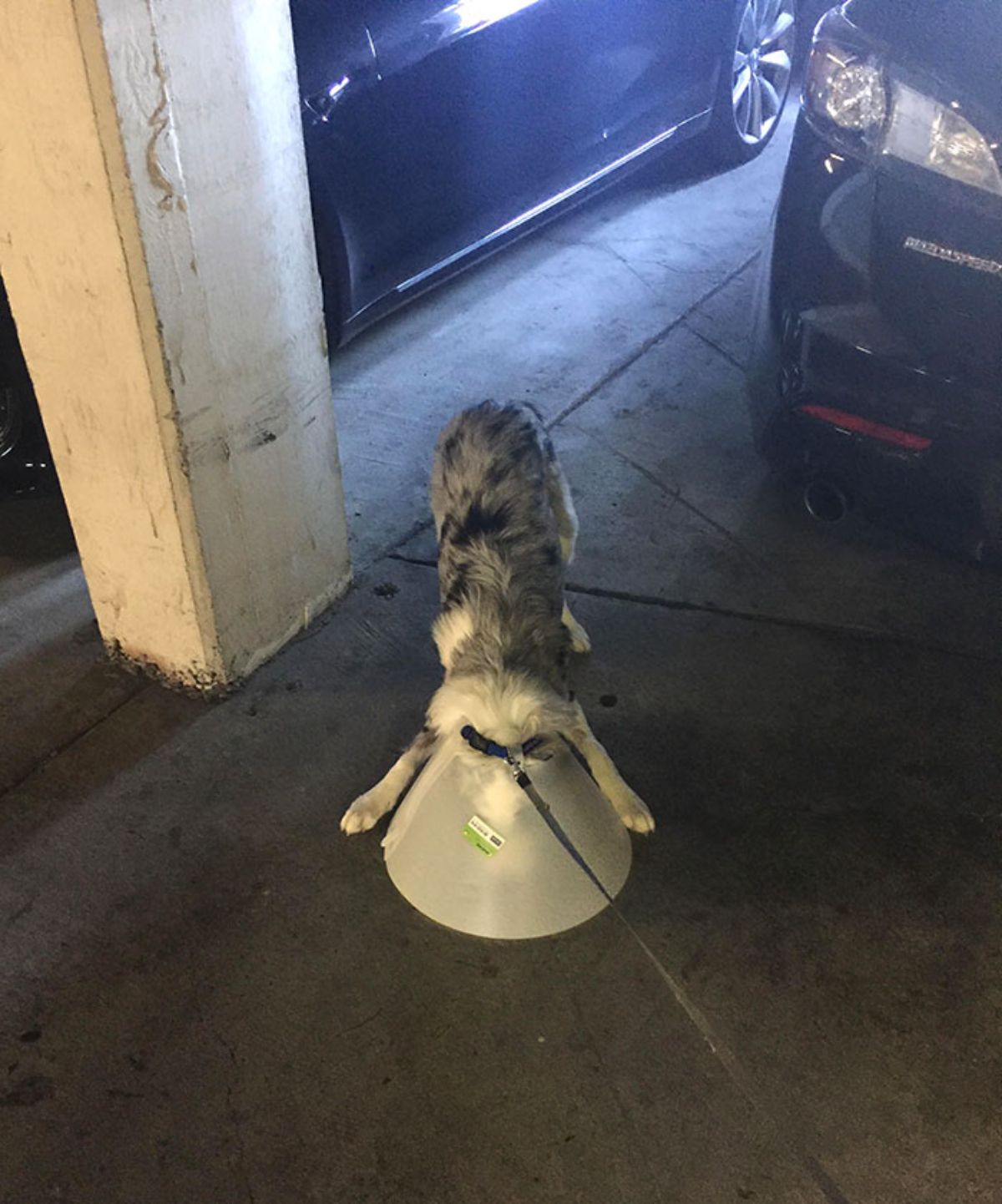 grey and white dog wearing a cone of shame with the cone placed on the ground with the head covered