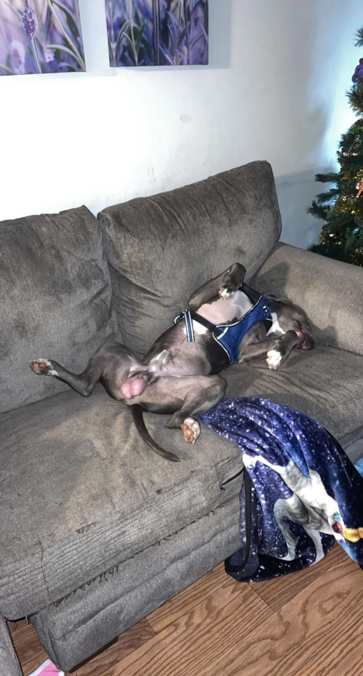grey and white dog wearing blue harness sleeping belly up on grey sofa