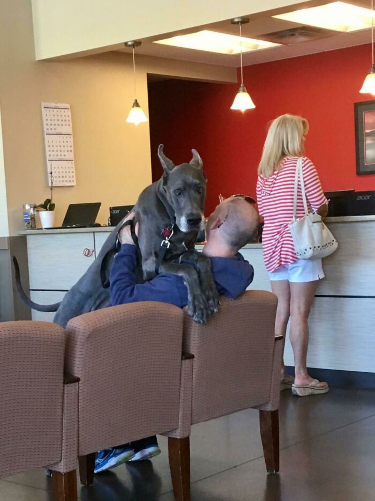 grey and white great dane laying on a man sitting on a brown chair