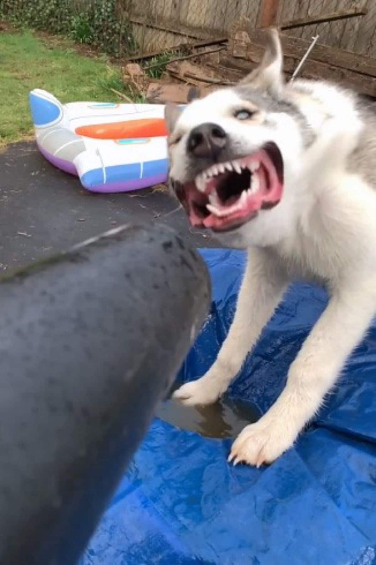 grey and white husky with the lips blown back with a leaf blower