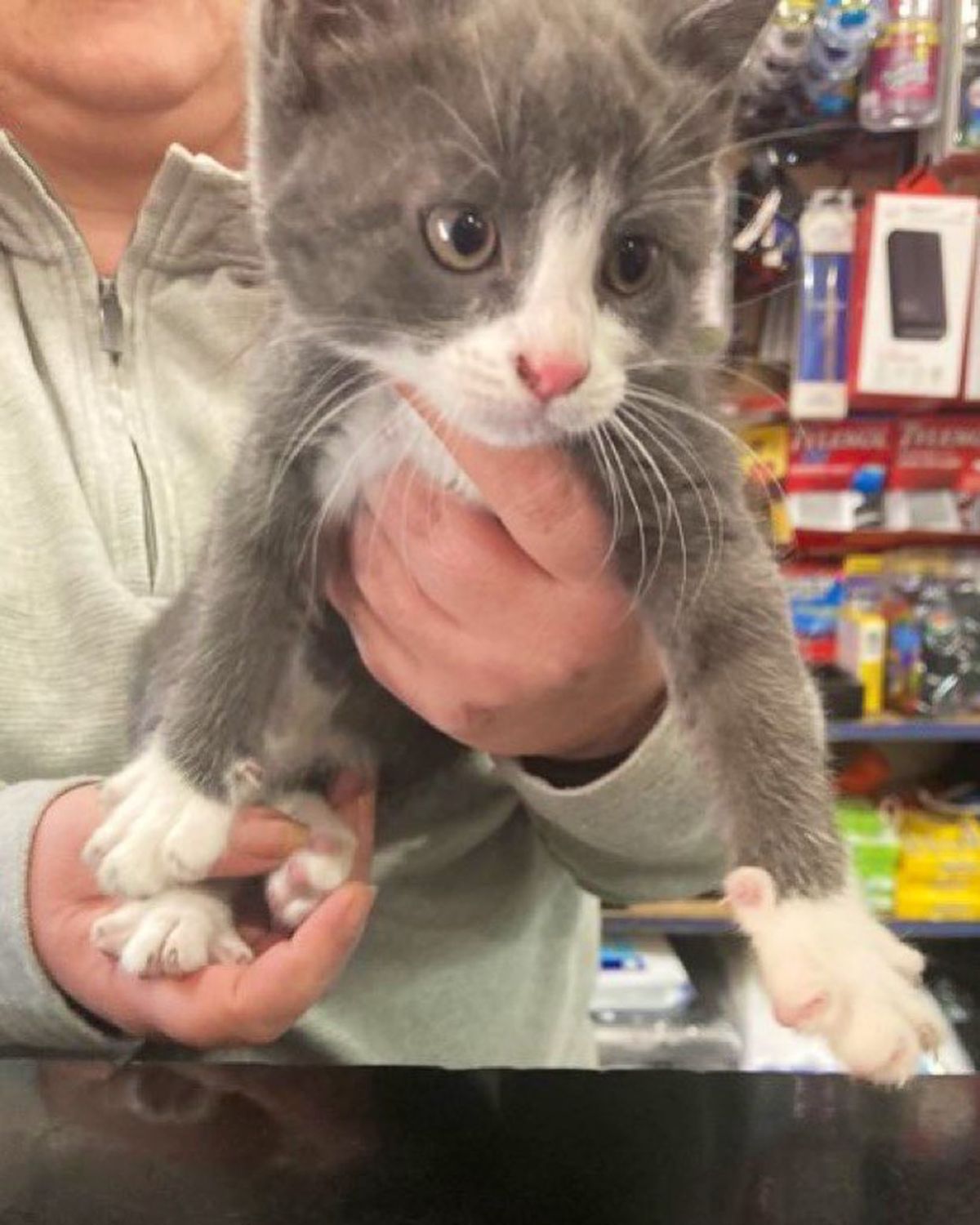 grey and white kitten being held by someone in a store