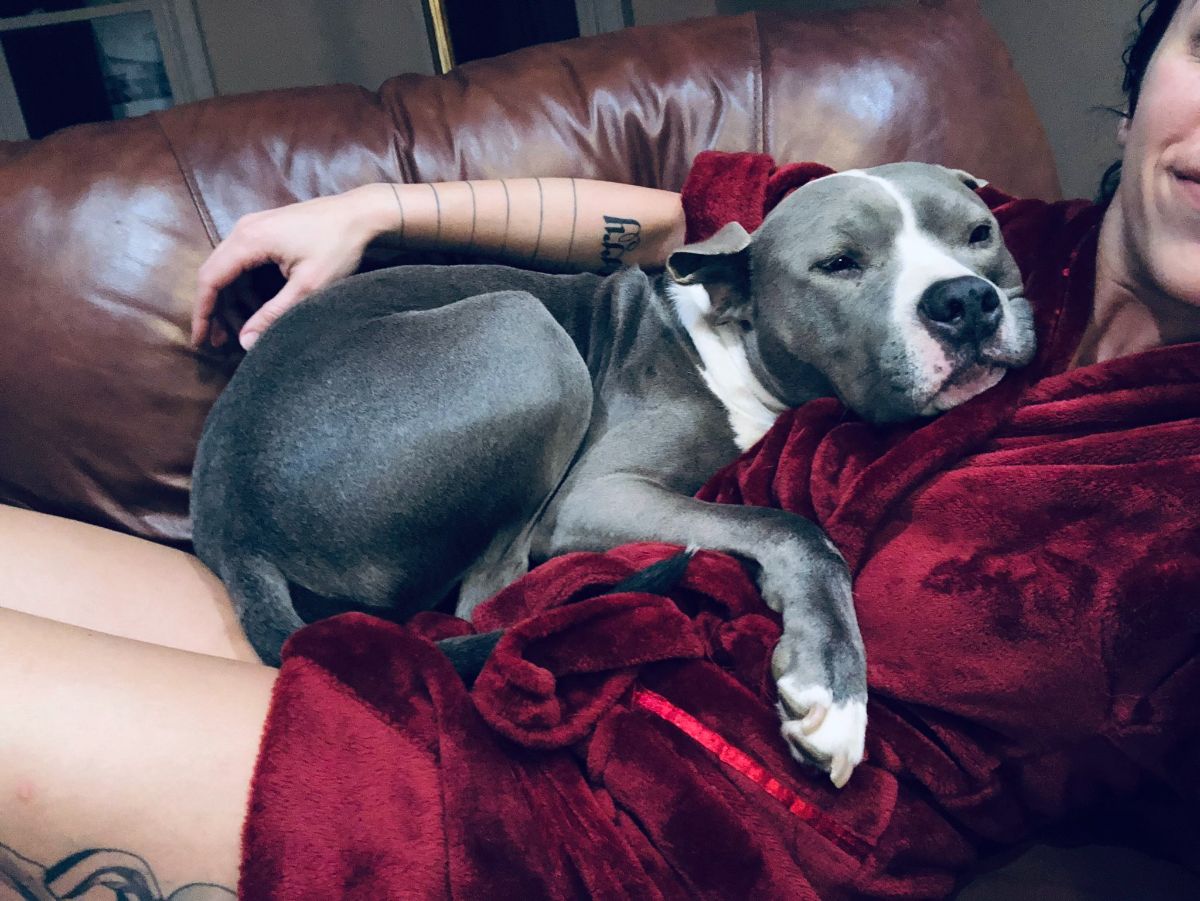 grey and white pitbull cuddled up on a woman's lap.jfif
