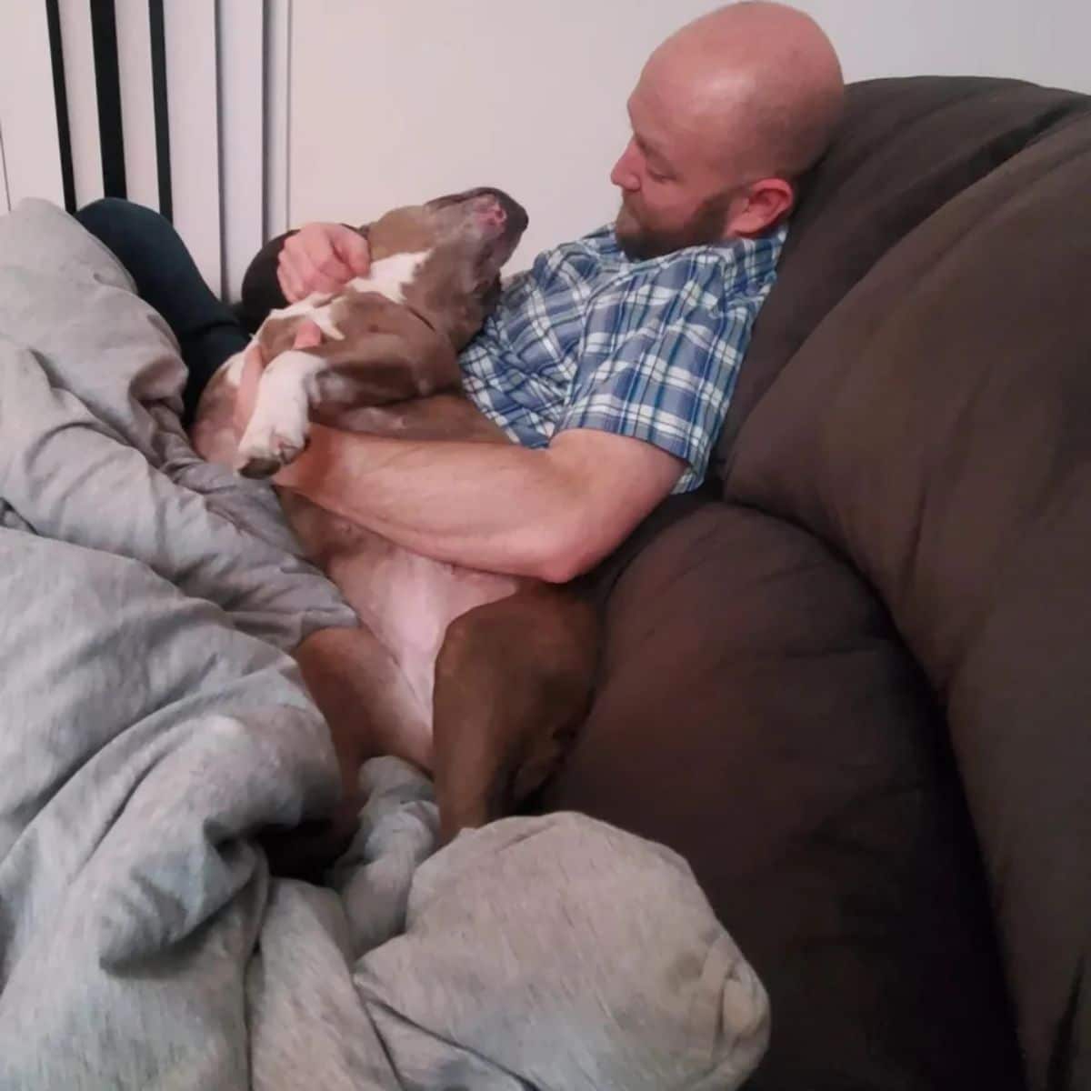 grey and white pitbull laying on a man and looking up at him lovingly
