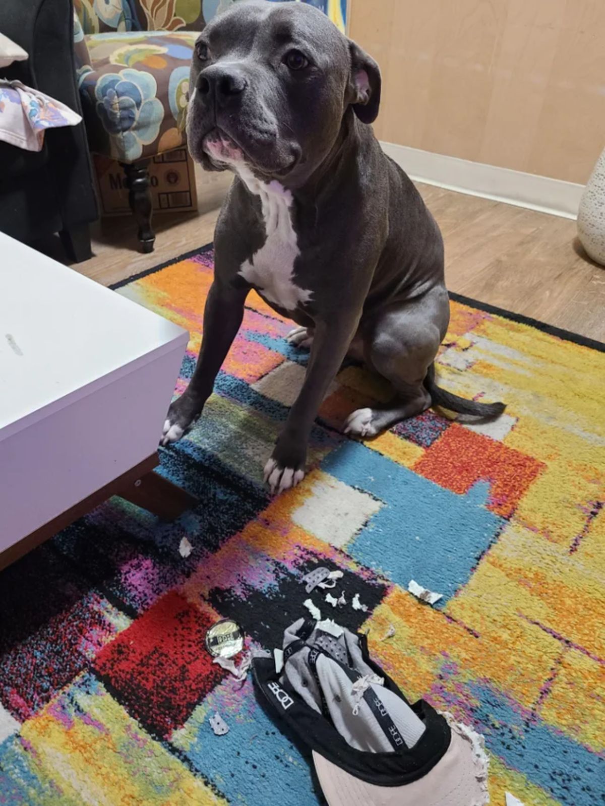 grey and white pitbull sitting on colourful carpet next to a brown and black cap that's been chewed