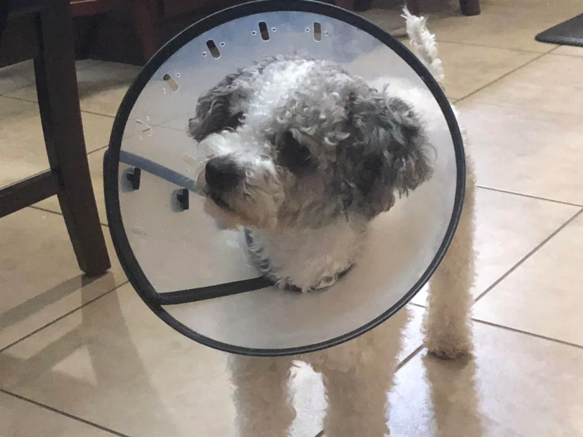 grey and white poodle wearing transparent cone of shame
