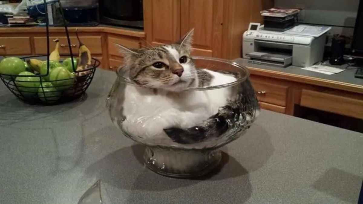grey and white tabby cat inside a glass bowl