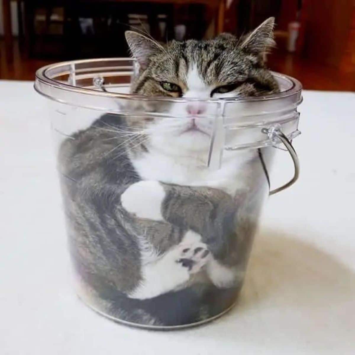 grey and white tabby cat inside a glass container