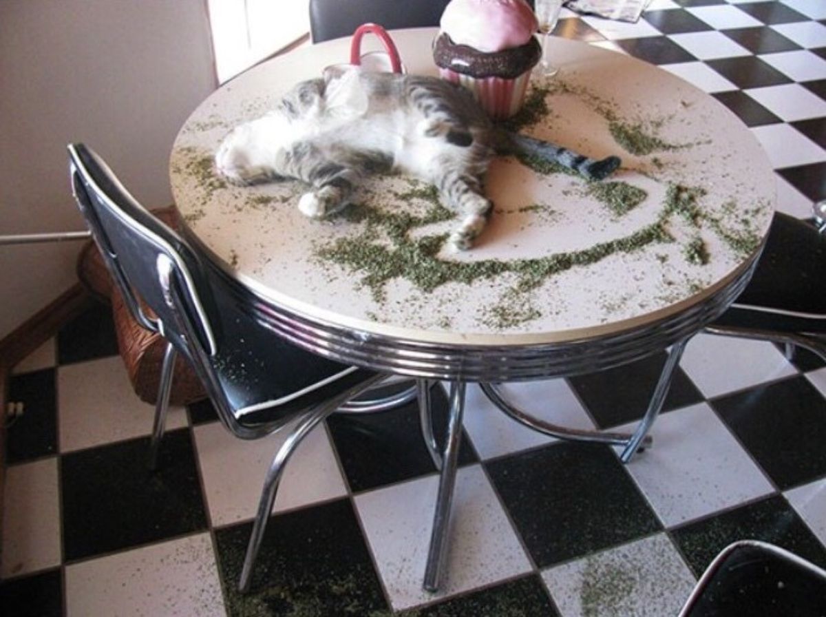 grey and white tabby cat laying on a table with catnip