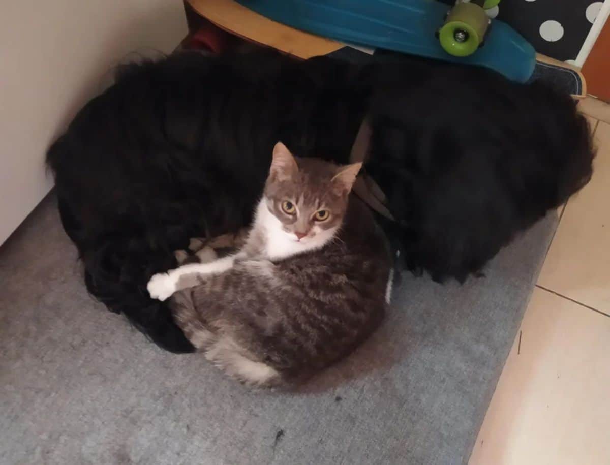 grey and white tabby cat laying with a sleeping black dog
