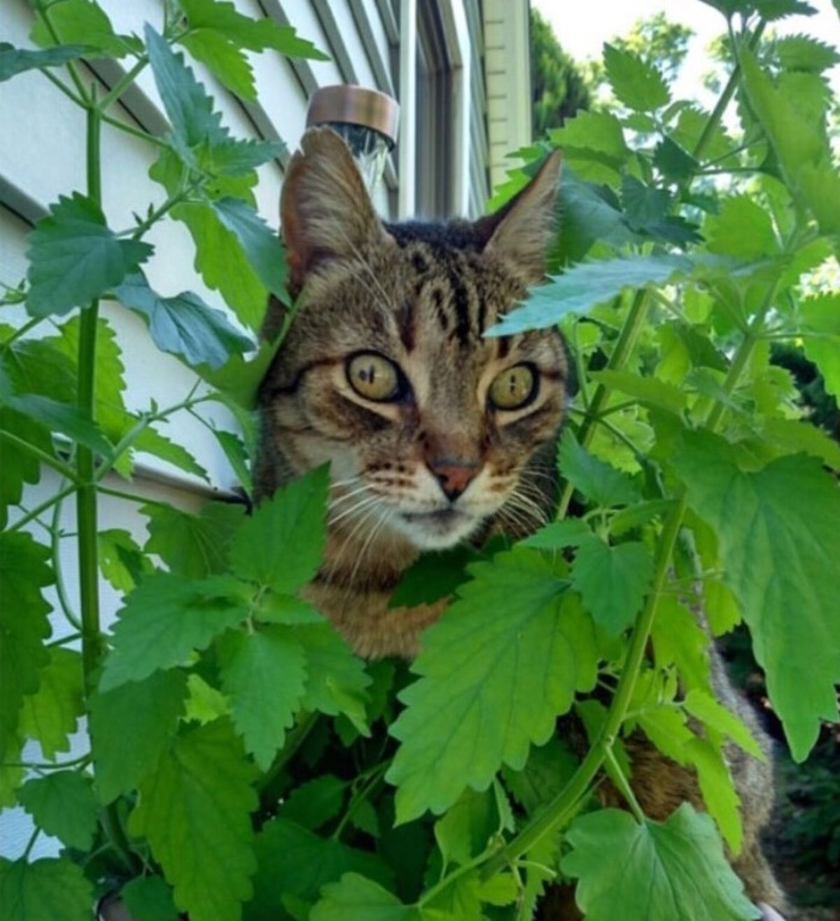 grey and white tabby cat sitting amid a catnip plant