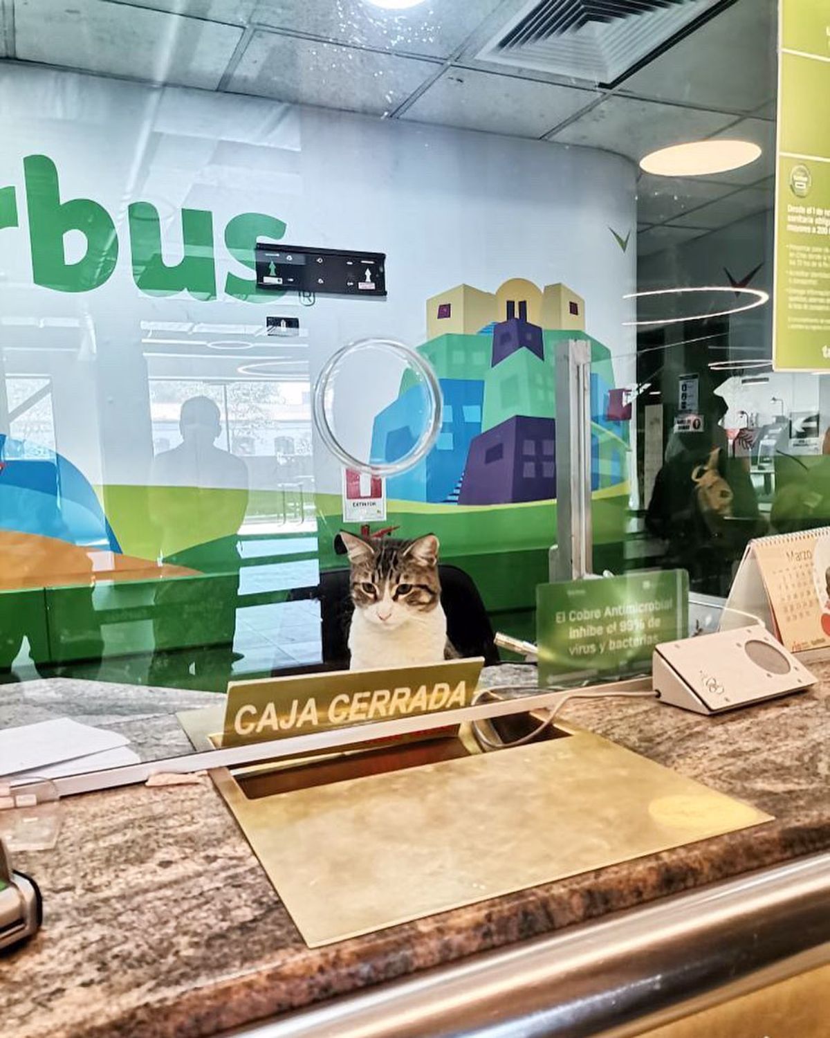 grey and white tabby cat sitting behind a cashier counter