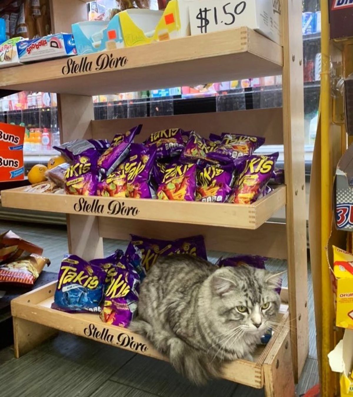 grey and white tabby cat sleeping on a shelf next to packets of chips