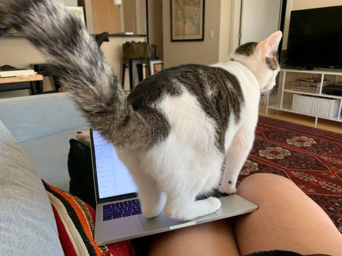grey and white tabby cat standing on a silver laptop on someone's laptop