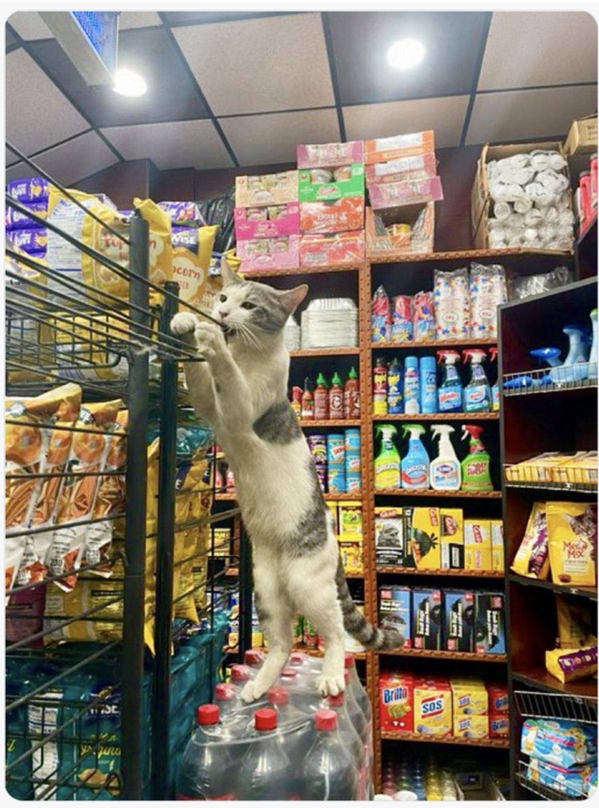 grey and white tabby cat standing on hind legs on a [ack of coke bottles and biting a metal shelf