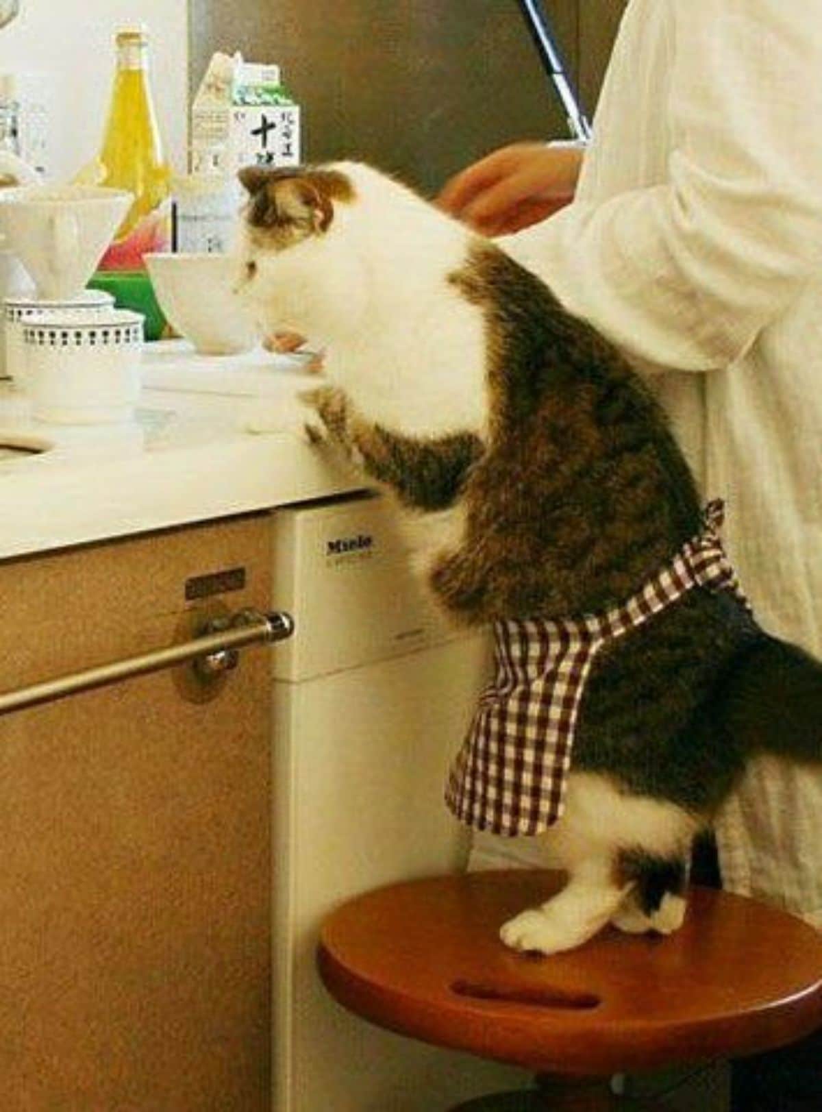 grey and white tabby cat standing on hind legs on a stool at a kitchen counter with a person next to it
