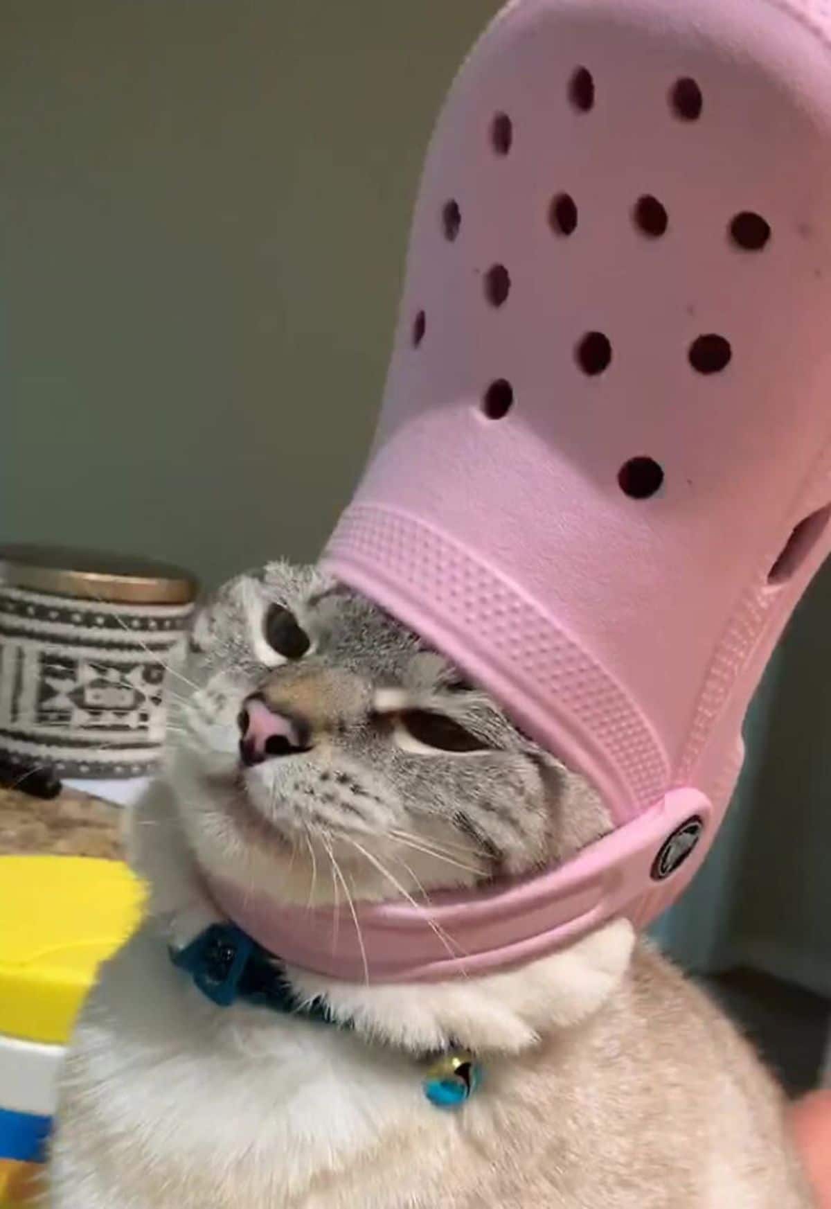 grey and white tabby cat wearing pink crocs slipper on the head