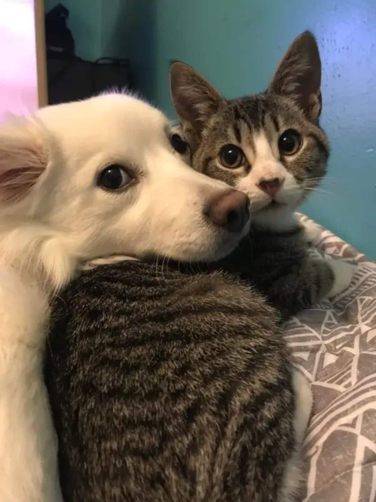 grey and white tabby cat with a fluffy white dog laying its head on the cat