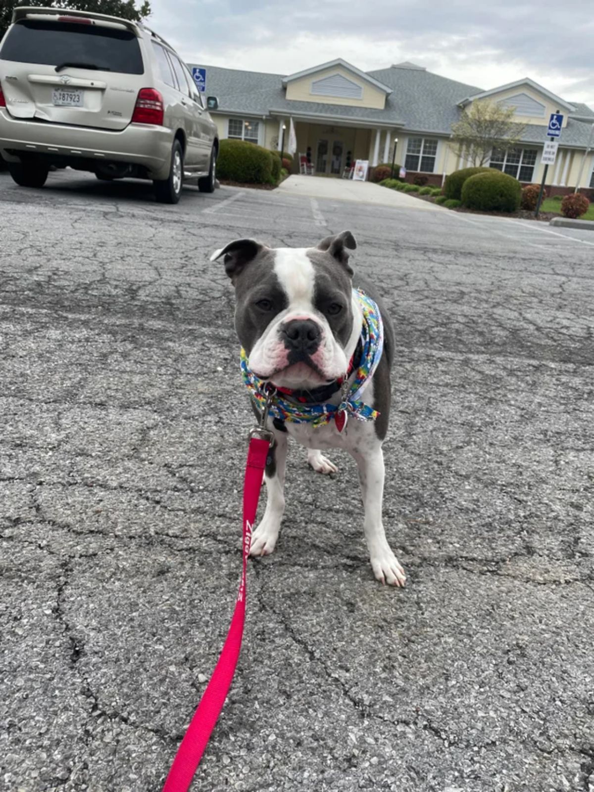 grey and white dog standing on a road in front of a large house