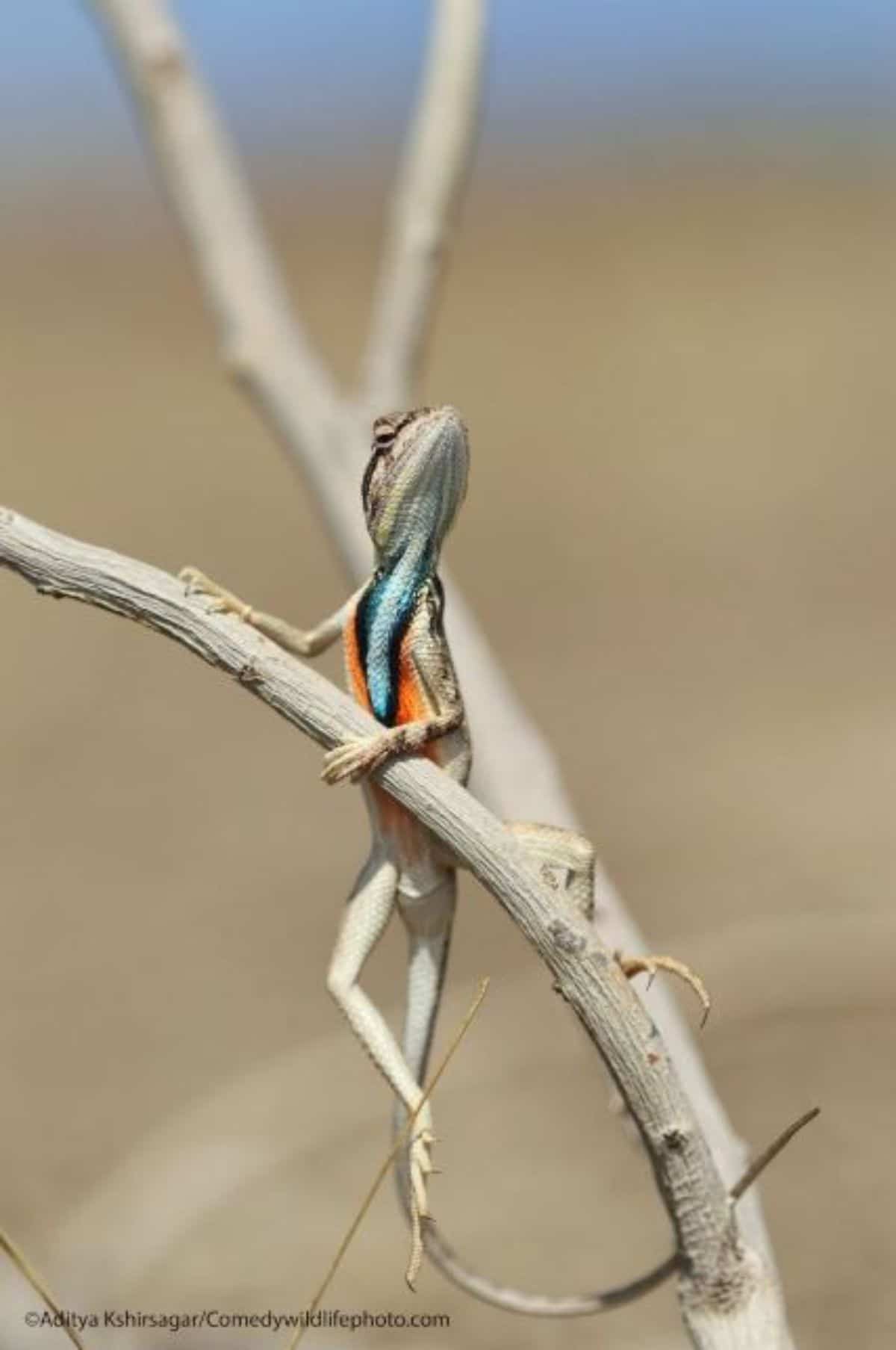 grey blue and orange lizard standing while holding onto a tree branch