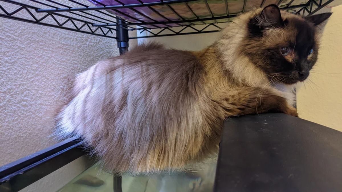 grey brown and black siamese cat laying with the butt on a metal bar and the front on another metal bar and the stomach resting on nothing