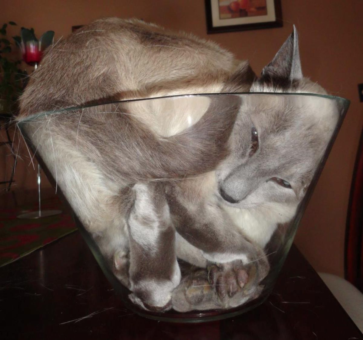 grey brown and white cat laying inside a glass bowl