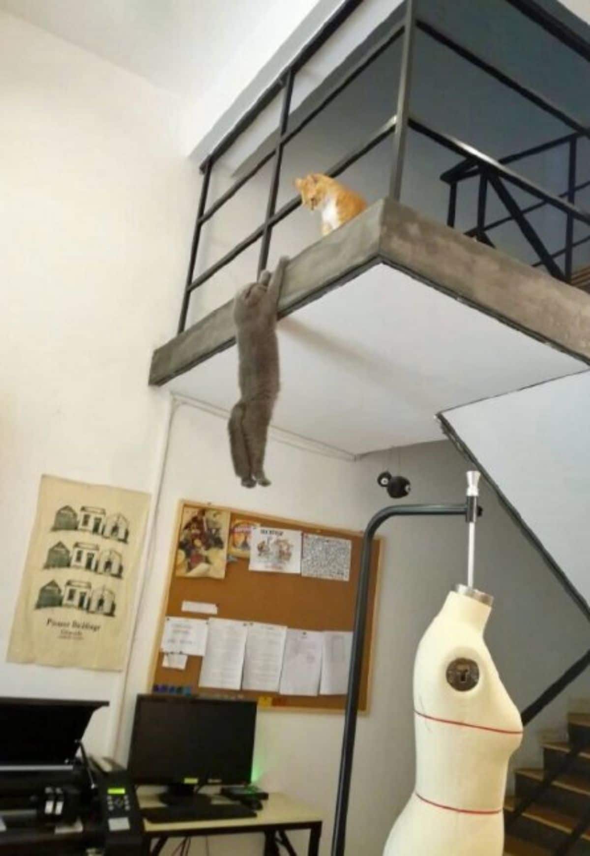 grey cat hanging from the edge off the first floor and an orange and white cat watching it