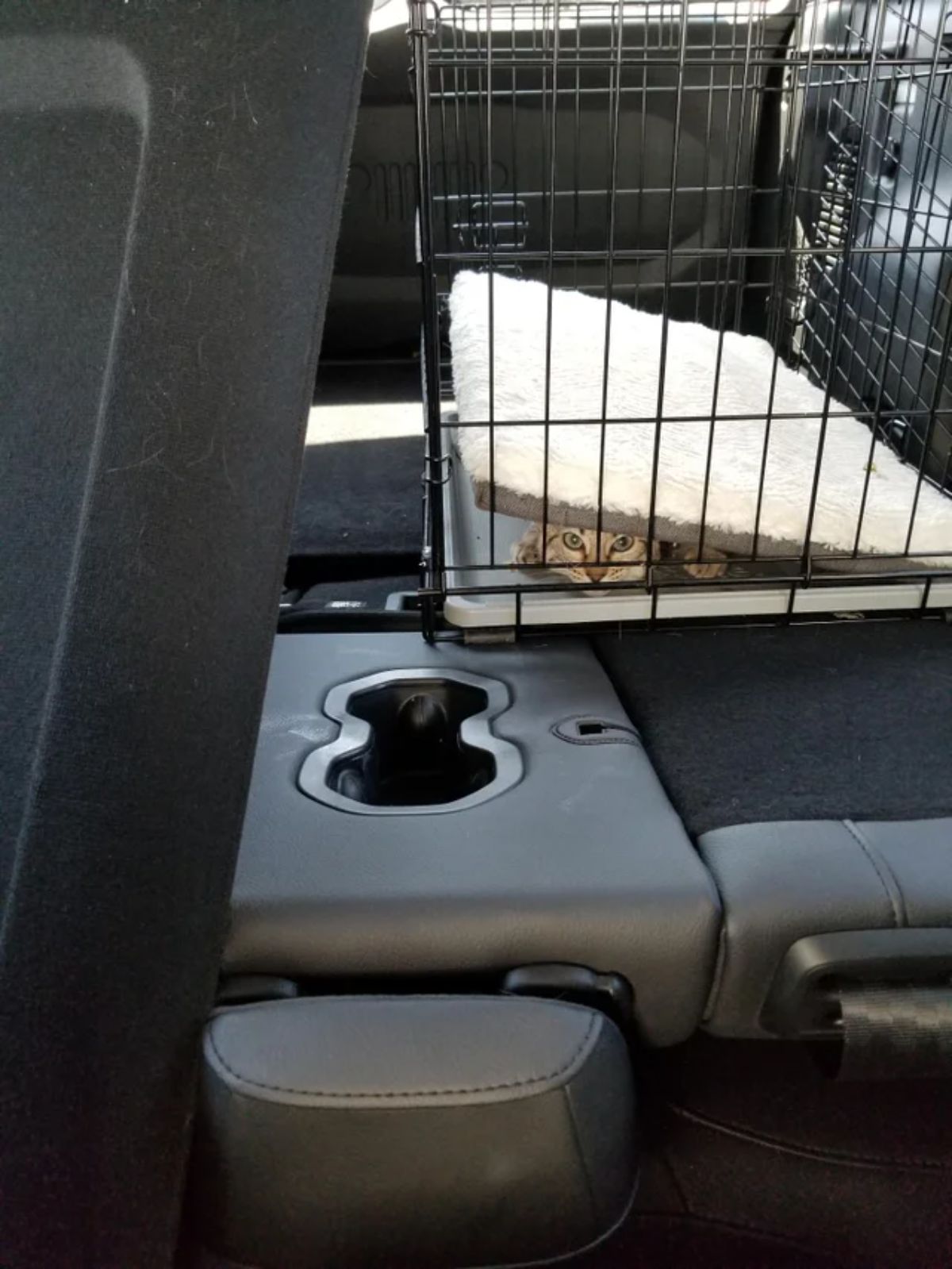 grey cat hiding under a little mattress inside a black cat cage in a vehicle