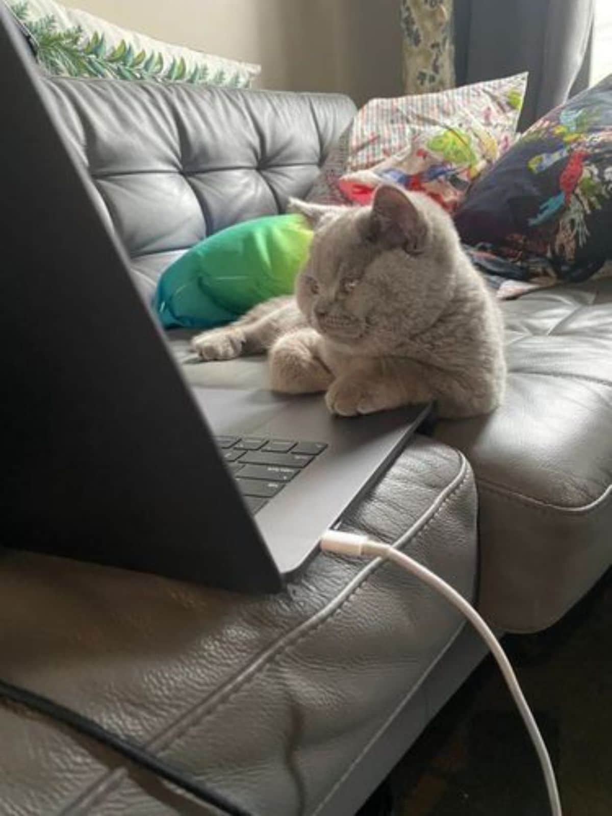 grey cat laying on a sofa in front of a silver laptop